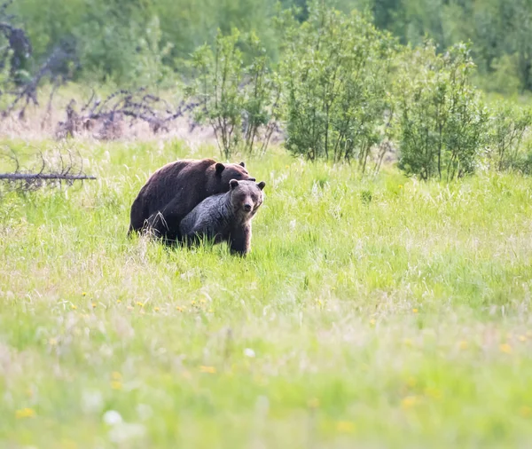 Medvěd Grizzly Divočině — Stock fotografie