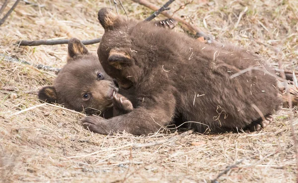 Zwarte Beer Het Wild — Stockfoto