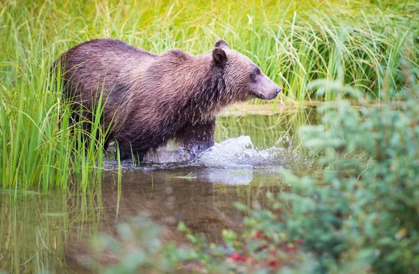 Medvěd Grizzly Divočině — Stock fotografie