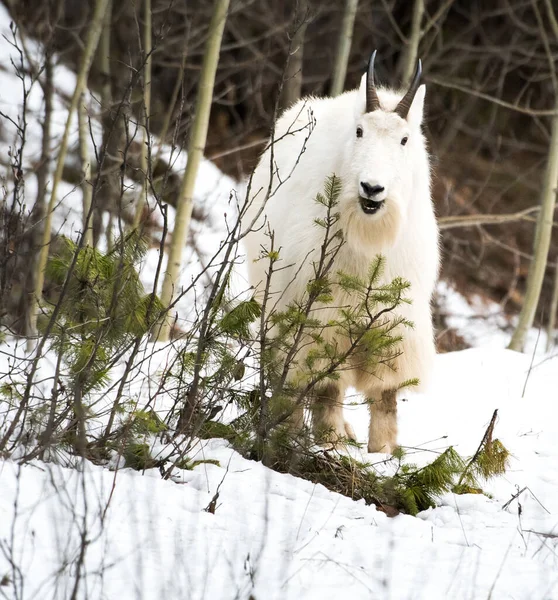 Mountain Goat Wild National Park Jasper Canada — Stock Photo, Image