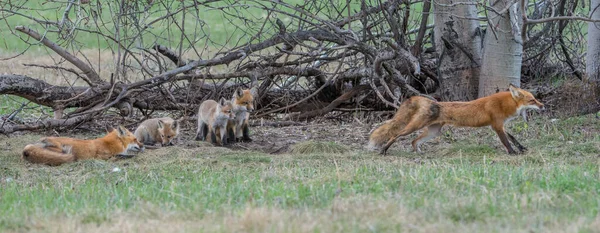 Raposas Vermelhas Bonitos Juntos Grama Natureza Selvagem — Fotografia de Stock