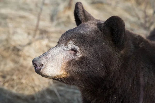 野生的黑熊 — 图库照片