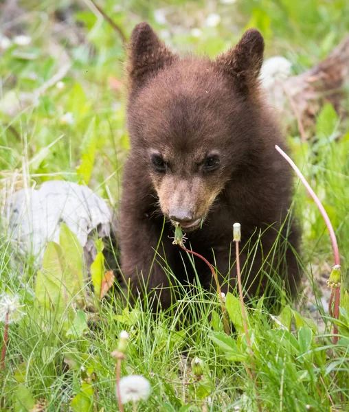 Чорні Ведмеді Дикій Природі — стокове фото