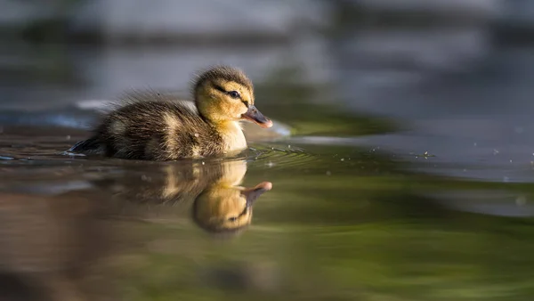 Mallard Pato Naturaleza — Foto de Stock