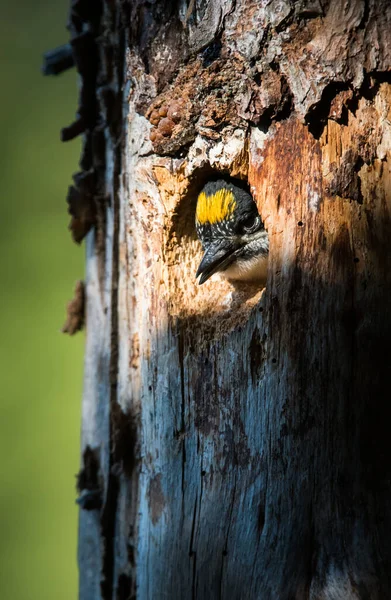 三つのつま先のキツツキの巣 — ストック写真