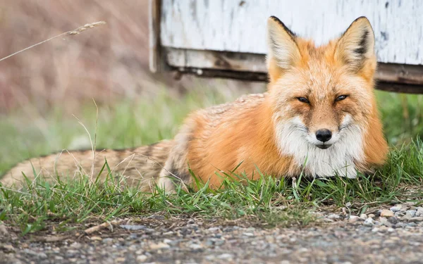 Malerischer Blick Auf Den Schönen Rotfuchs Park — Stockfoto