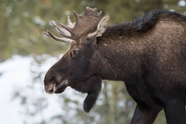 カナダのジャスパー国立公園の雄牛です — ストック写真