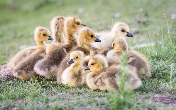 Canadese Gans Het Wild — Stockfoto