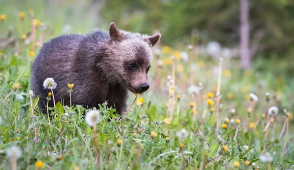 Grizzly Niedźwiedź Szczenię Dziczy — Zdjęcie stockowe