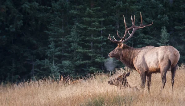 Bull Elk Rut — Stock Photo, Image