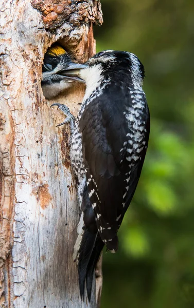 Pájaro Carpintero Tres Dedos Naturaleza — Foto de Stock