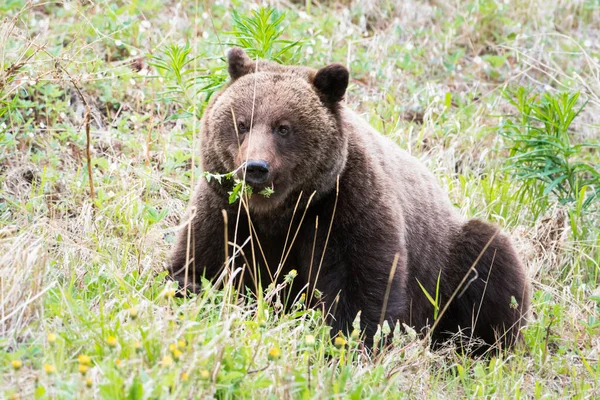 Urso Pardo Pardo Natureza Selvagem — Fotografia de Stock