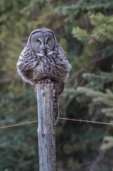 Stor Grå Uggla Vild Natur Alberta Kanada — Stockfoto