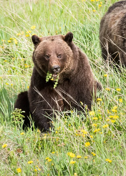 Medvěd Grizzly Divočině — Stock fotografie