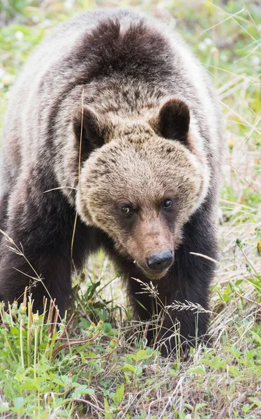 Urso Pardo Natureza — Fotografia de Stock