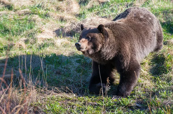 Медведь Гризли Дикой Природе — стоковое фото