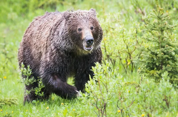 Gråbjørn Naturen - Stock-foto