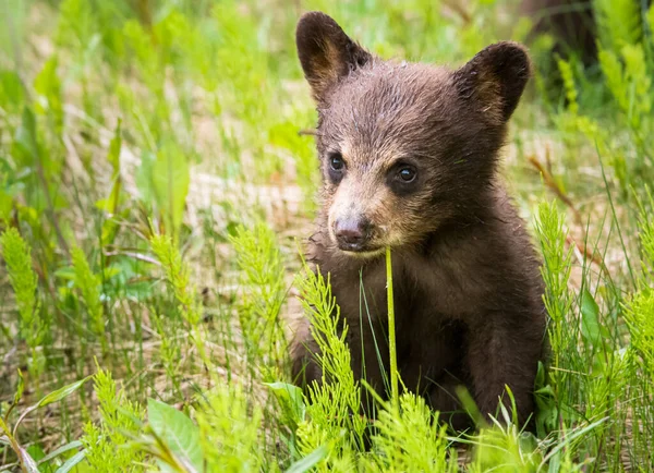 Ours Noir Dans Nature — Photo