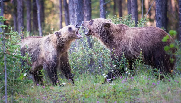 Medvědi Grizzly Divočině — Stock fotografie