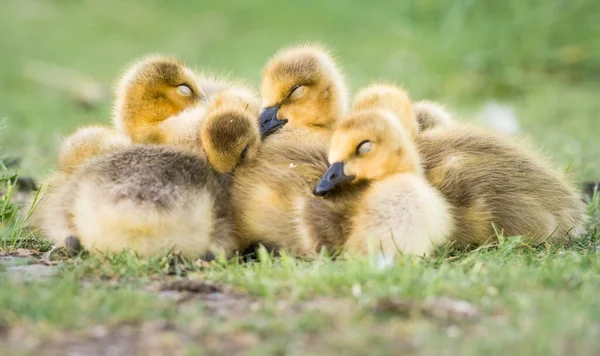 Canada Goose Famille Dans Nature — Photo