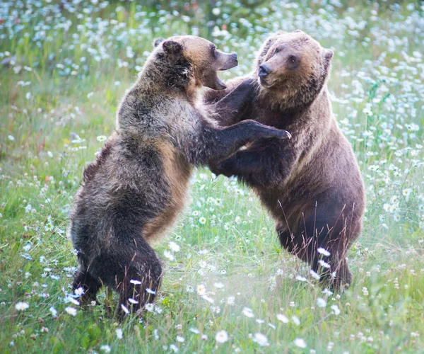 Kanadští Medvědi Grizzly Divočině — Stock fotografie