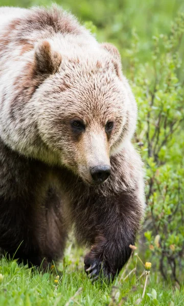 Niedźwiedź Grizzly Dziczy — Zdjęcie stockowe