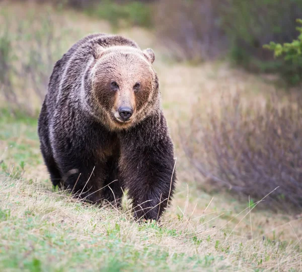 Niedźwiedź Grizzly Dziczy — Zdjęcie stockowe