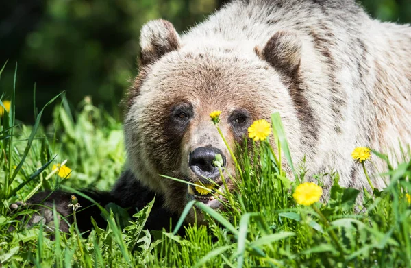 Oso Pardo Pardo Naturaleza Salvaje — Foto de Stock