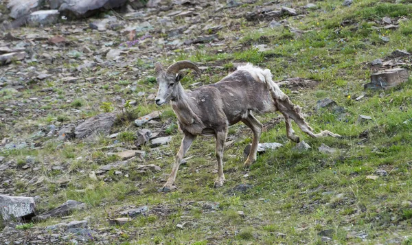 Bighorn Ovelhas Natureza — Fotografia de Stock