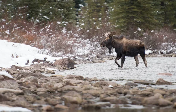 Moose Rut — Stock Photo, Image