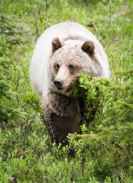 Medvěd Grizzly Divočině — Stock fotografie