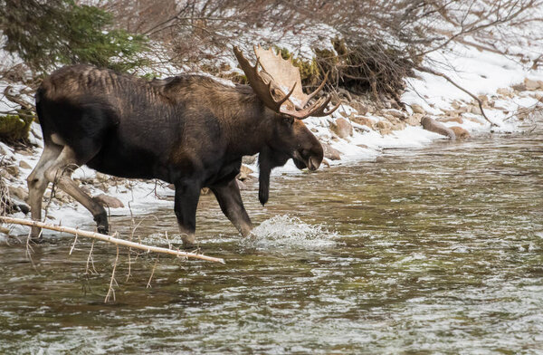 bull moose in national park, jasper, canada