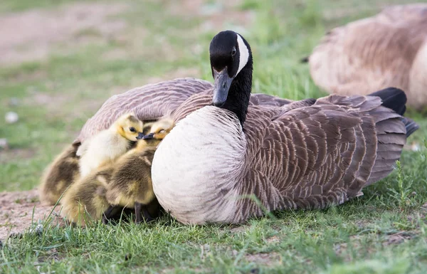 Canadá Goose Família Natureza — Fotografia de Stock