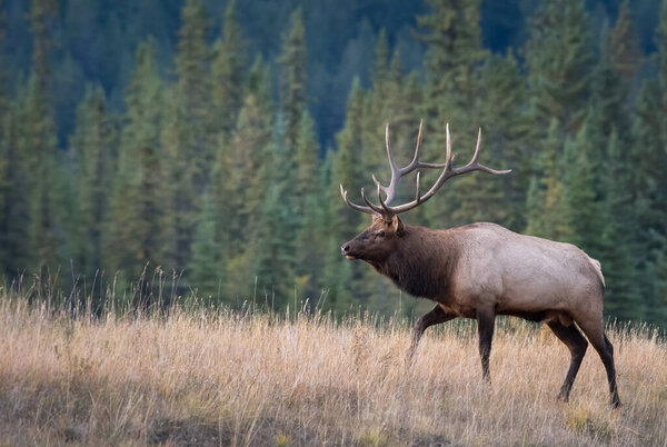 Bull elk in the wild