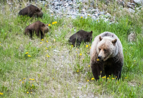 Grizzli Dans Nature — Photo