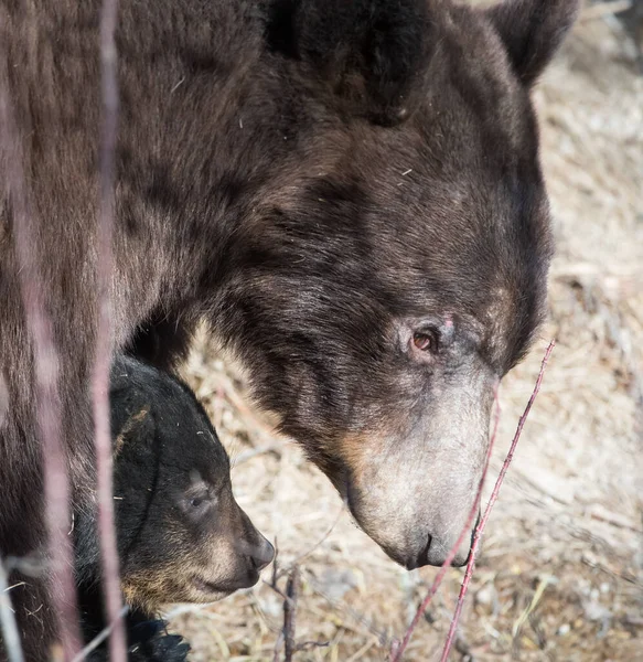 Oso Negro Naturaleza — Foto de Stock