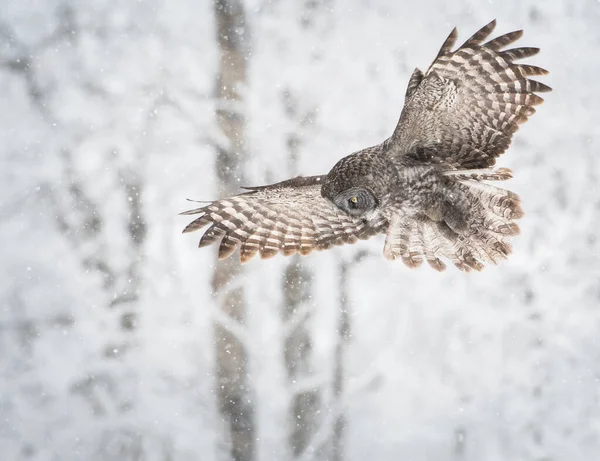 Great Grey Owl Wild Nature Alberta Canada — Stock Photo, Image