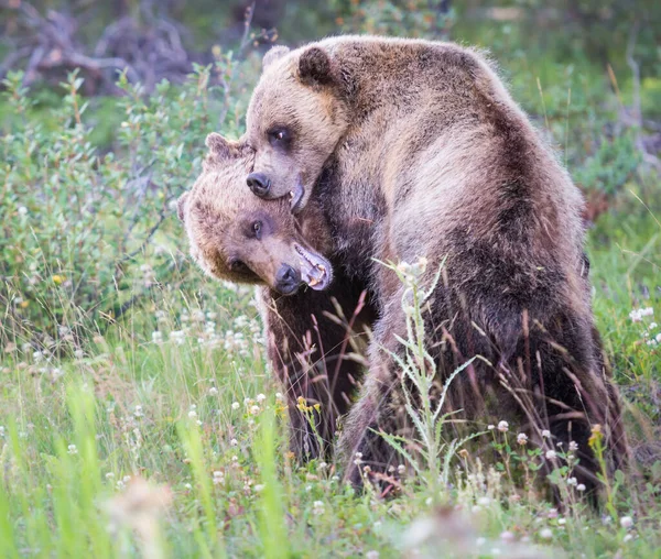Καναδικές Αρκούδες Γκρίζλι Στην Άγρια Φύση — Φωτογραφία Αρχείου