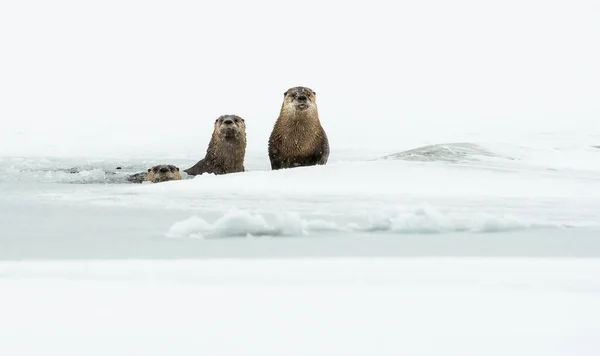 自然界の野生のカワウソを — ストック写真