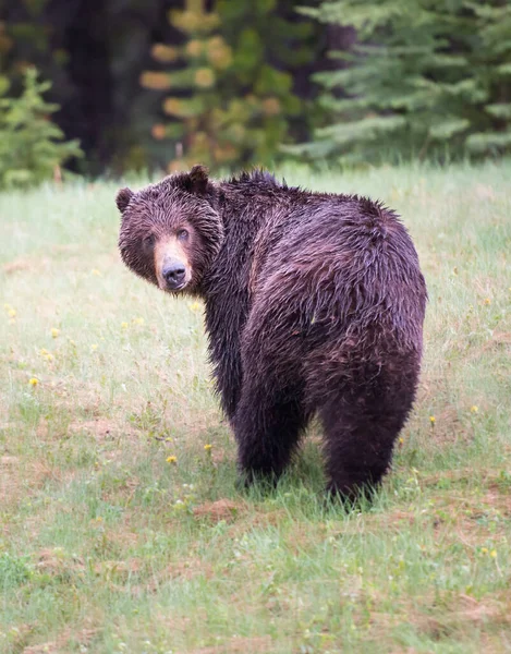 Medvěd Grizzly Divočině — Stock fotografie