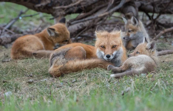 Vulpi Roșii Drăguț Împreună Capturat Parc — Fotografie, imagine de stoc