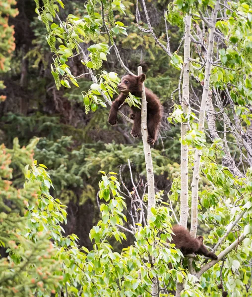 Svart Björn Naturen — Stockfoto