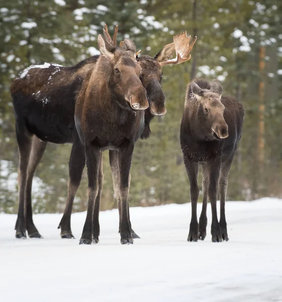 Orignal Taureau Dans Parc National Jaspe Canada — Photo