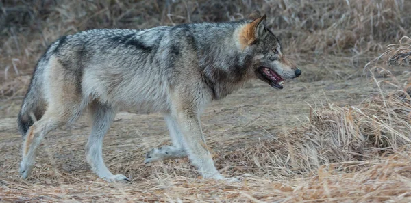 Szary Wilk Dzikiej Przyrodzie — Zdjęcie stockowe