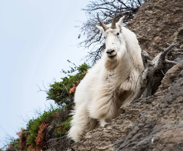 Dağ Keçisi Vahşi Ulusal Park Jasper Kanada — Stok fotoğraf