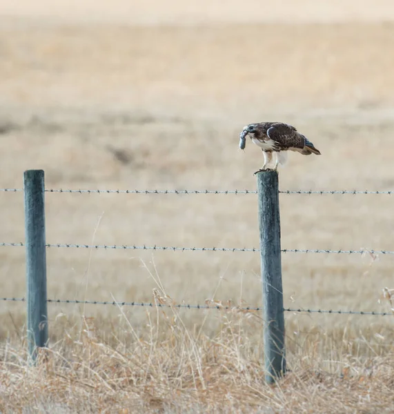 Scenic View Majestic Hawk Perched Fence — Stock Photo, Image