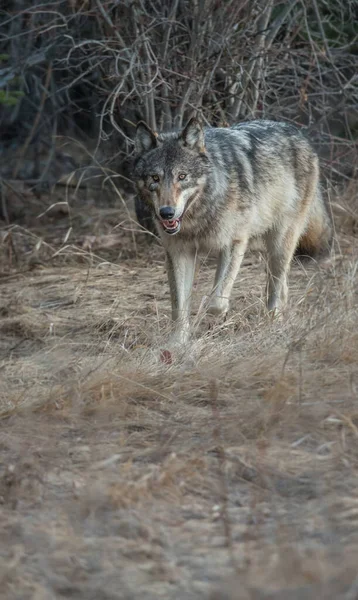 Lobo Gris Naturaleza Salvaje — Foto de Stock