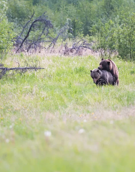 Grizzly Beer Het Wild — Stockfoto