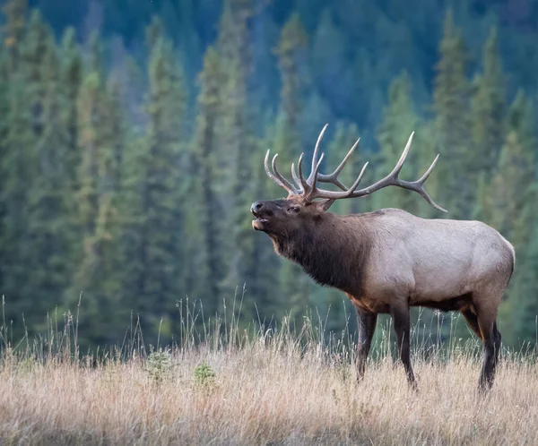 Bull elk in the wild