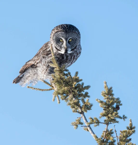 Büyük gri baykuş vahşi doğada, alberta, Kanada